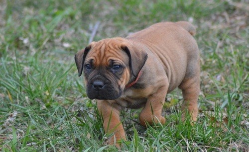 Healthy Male and Female Boerboel puppies looking for a good home
